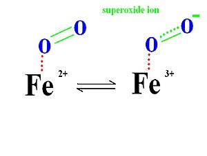The interaction between myoglobin and oxygen included the resonance of iron (II) ion with oxygen and iron (III) ion with superoxide ion