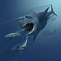 El C. megalodon es el mayor tiburón que se conoce.