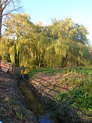 View in the school grounds