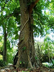 A nemzeti fa: nyugat-indiai vagy kubai mahagóni (Swietenia mahagoni)