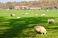 Drents landschap ten noorden van Veenhuizen