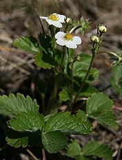 Fragaria vesca