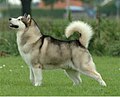 Alaskan Malamute