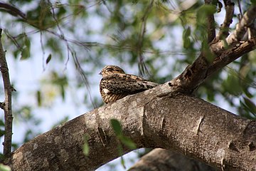 Antillean nighthawk (Chordeiles gundlachii)