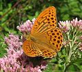 Argynnis paphia (Argynnini)