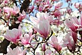 de:Magnolienhain (Aschaffenburg) im Frühjahr 2017