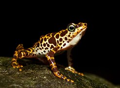 Atelopus darienský