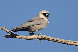 Black-faced Woodswallow 1 - Sturt National Park