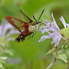 Broad-bordered bee hawk-moth