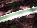 Bromelia karatas detail