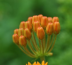 buds of the butterfly weed, or Asclepias tuberosa