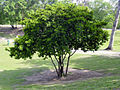 Pau-brasil plantado na Quinta da Boa Vista, no Rio de Janeiro