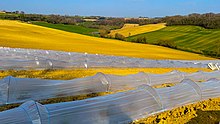 Champs de Melons en Pays Gersois