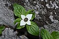 Cornus canadensis