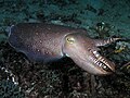 Large cuttlefish