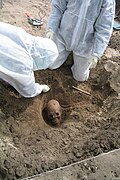 Evidence of Authentic DNA from Danish Viking Age Skeletons Untouched by Humans for 1,000 Years - Sampling of teeth for aDNA analysis.jpg