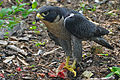 Shubenacadie Provincial Wildlife Park in Nova Scotia, Canada