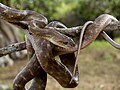 Forsten's Cat Snake (Boiga forsteni).