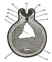 C, coeloom of lichaamsholte; OH, chorda dorsalis; EE, epidermische laag van ectoderm; NL, zenuwlaag van ectoderm; M, mesoderm; ME, buitenste of somatische mesoderm; MH, binnenste of splanchnischmesoderm; NEE, neurale groeve; ND, dorsale wortel van spinale zenuw; NS, ruggenmerg; T, archenteron; W, lever divertikel (uitstulping); Y, dooierzak.