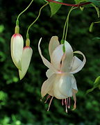 Fuchsia 'Moonglow'.JPG