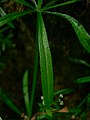 Galium aparine