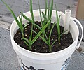 Garlic growing in a container.