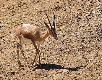 Dorkas gazela (ženka)