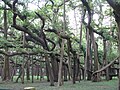 Cây đa khổng lồ ở vườn Acharya Jagadish Chandra Bose Botanical, Haora, Tây Bengal, Ấn Độ.