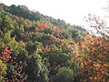 Pistacia añadiendo rojo al paisaje del monte Meron, Israel