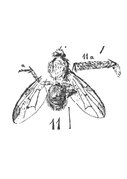 Hydrotaea maculipennis 1937 Nicolas Théobald holotype éch. A1020 p.354 pl XXIII diptères du Stampien d'Aix-en-Provence.