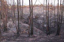 Incendio Valpo 12 abril, inicio Fundo Los Perales, sur camino La Pólvora (13963936764).jpg