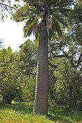 Le stipe du Cocotier du Chili peut mesurer jusqu'à 1 m de diamètre et plus.