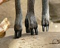 Klipspringer feet