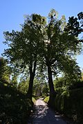 Linden am Hohlweg zum Schloss Friedberg in Volders 01.JPG