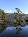 Image 2Eilean Ruairidh Mòr, one of many forested islands in Loch Maree Credit: Jerry Sharp