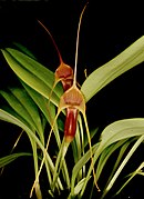 Masdevallia filaria