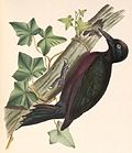 Guadeloupespecht (Melanerpes herminieri)