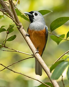 Black-faced monarch, by JJ Harrison