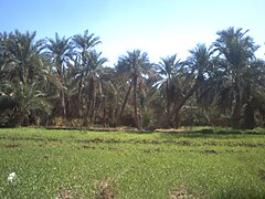 Ougourt, w. adrar 2013 -1.jpg