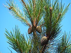 Pinus taiwanensis, Guanwu, Miaoli, Taiwan 04.jpg