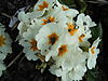 Uno de los numerosos cultivares de Primula