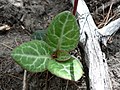 Pyrola picta