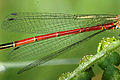 wing detail, male