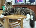 Maine Coon cat 3