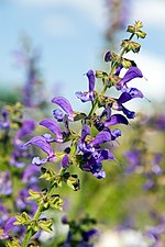 Rumänsk salvia Salvia transylvatica