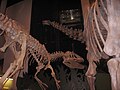 Saurophaganax and Apatosaurus