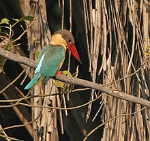 Stork-billed Kingfisher (Halcyon capensis) eyeing a prey in Kolkata W IMG 3555.jpg