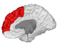 Medial surface of right cerebral hemisphere.