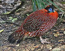 Temminck Tragopan.jpg