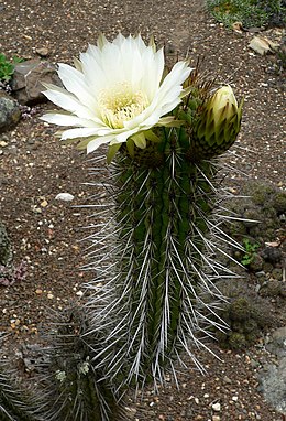 (Echinopsis subdenudatus)